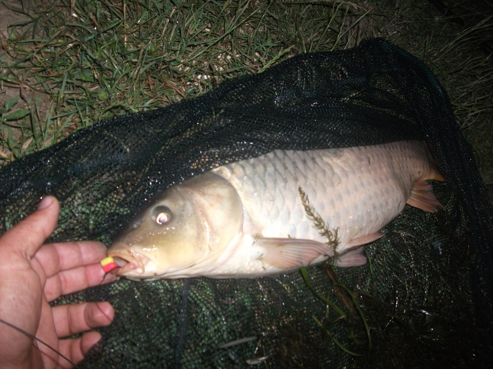 Walter - dscf0569.jpg